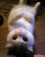 /album/cute-pics-/more-cute-animals-18-jpg/