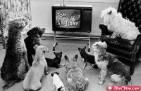 /album/cute-pics-/more-cute-animals-21-jpg/