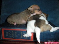 /album/cute-pics-/a-more-cute-animals-jpg/