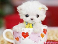 /album/cute-pics-/more-cute-animals-15-jpg/