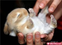 /album/cute-pics-/more-cute-animals-jpg/